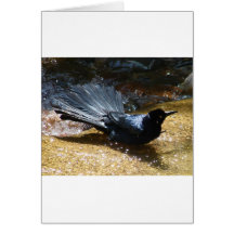 Splashing Crow Cards