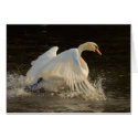 Splashing Swan cards by Welshpixels Splashing Swan cards