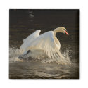 Splashing Swan magnets by Welshpixels Splashing Swan magnets