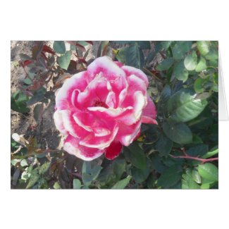 Splendid Red and White Rose Card card