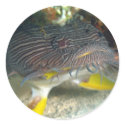 Splendid Toadfish stickers by rudcpr Splendid Toadfish stickers