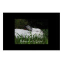 Splendor in the Grass posters by Nikita13 Splendor in the Grass posters