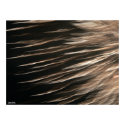 Splinters of Light Poster posters