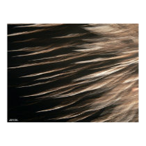 Splinters of Light Poster posters