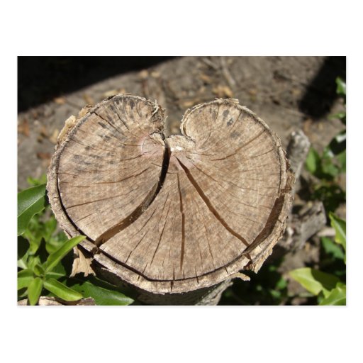Split Heart Stump Postcard