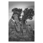 Split Tree Stationery