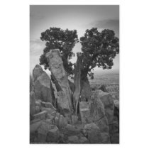 Split Tree Stationery