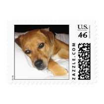 spoiled dog on bed postage stamps