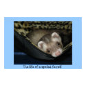 Spoiled Ferret posters by ferretgirl1027 Spoiled Ferret posters