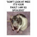 SPOILED RAT!!!  "DON'T LOOK AT ME!!! t-shirts