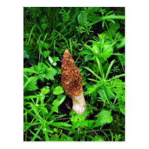 Sponge Mushroom with green plants Postcards