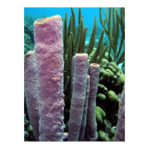 Sponge (tube) posters