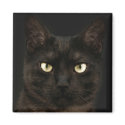 Spooky black cat magnets