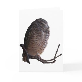 Spooky Old Owl card