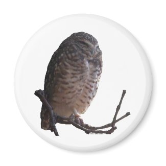 Spooky Old Owl magnet