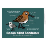 Spoon-billed Sandpiper Statistics Cards