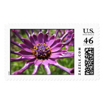 Spoon Daisy postage