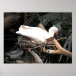 Spoonbill bird on nest in Spain Poster