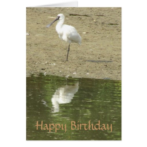 spoonbill birthday card