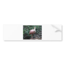 spoonbill bumper stickers