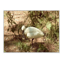 Spoonbill I posters