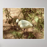 Spoonbill I Posters
