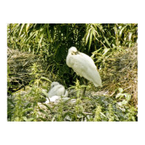 Spoonbill II posters