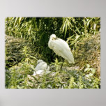 Spoonbill II Posters