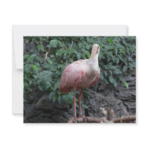 spoonbill announcements