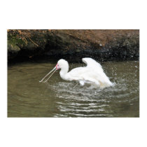 Spoonbill posters