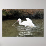 Spoonbill Print