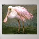 Spoonbill Posters