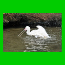 Spoonbill posters