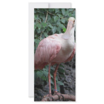 spoonbill rack cards