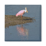 Spoonbill Reflections Magnet