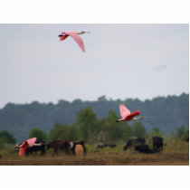 Spoonbills photo sculptures by lifesphere Spoonbills photo sculptures