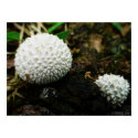 Spores - illusionz3 posters by illusionz3 Spores - illusionz3 posters