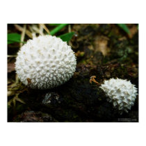 Spores - illusionz3 posters by illusionz3 Spores - illusionz3 posters