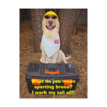 Sporting Breed? postcards by myrtieshuman Sporting Breed? postcards