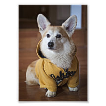 Sporty Corgi Photograph