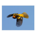 Spot Breasted Oriole Postcards