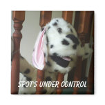 Spot Control magnets