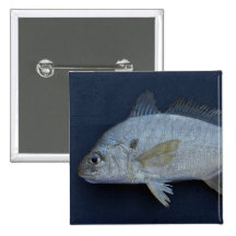 Spot Fish Button