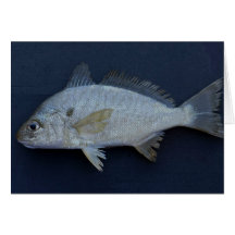 Spot Fish Cards