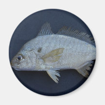 Spot Fish Fridge Magnet