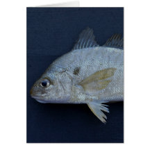 Spot Fish Greeting Cards