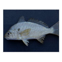 Spot Fish Post Cards