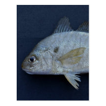Spot Fish Postcards