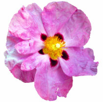 Spot Flower Photo Sculpture photo sculptures