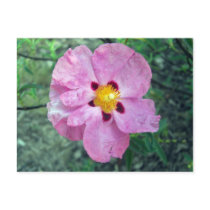 Spot Flower Unlined Notes Card postcards